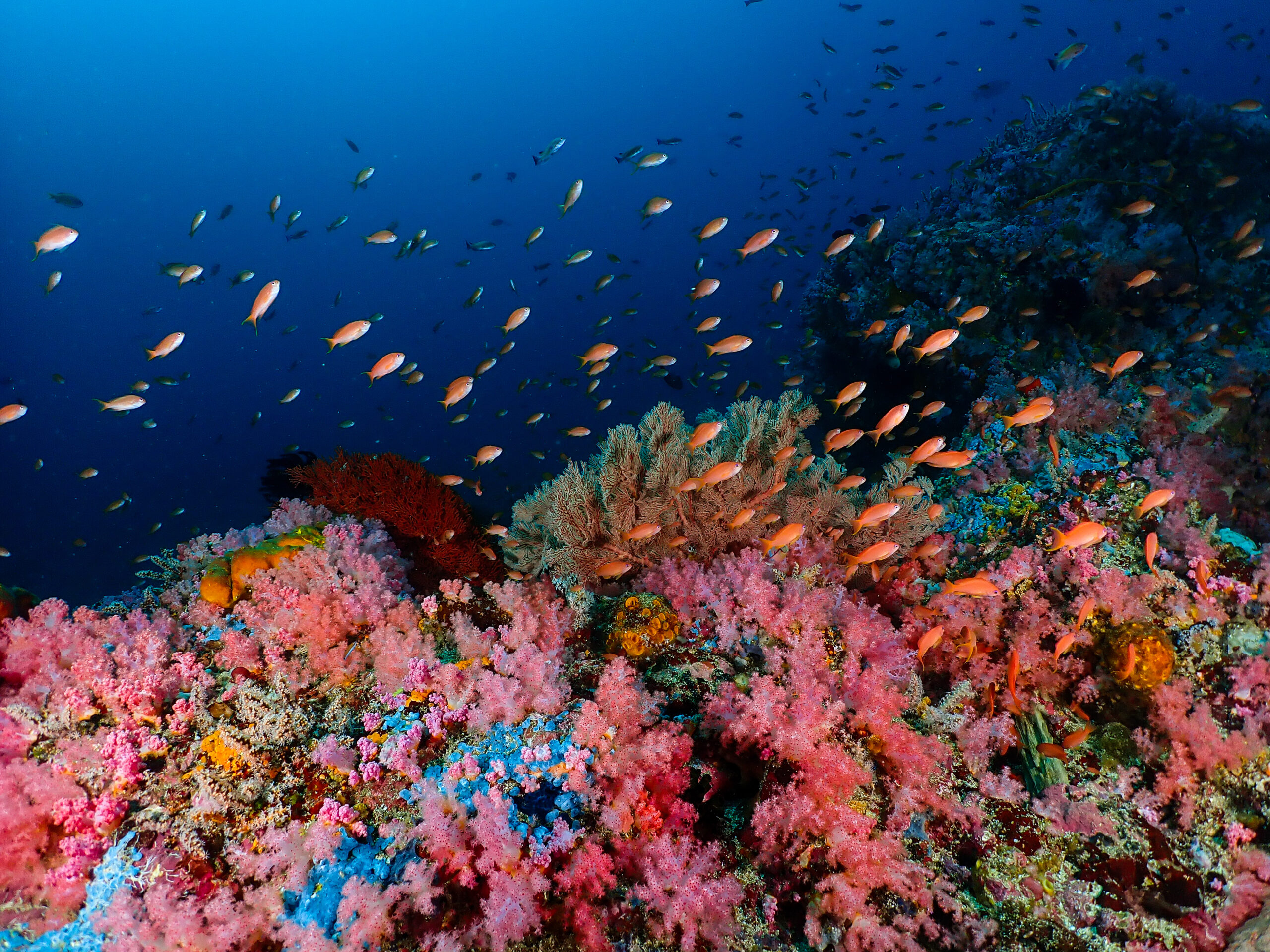 Pacific Divers scuba diving Puerto Galera