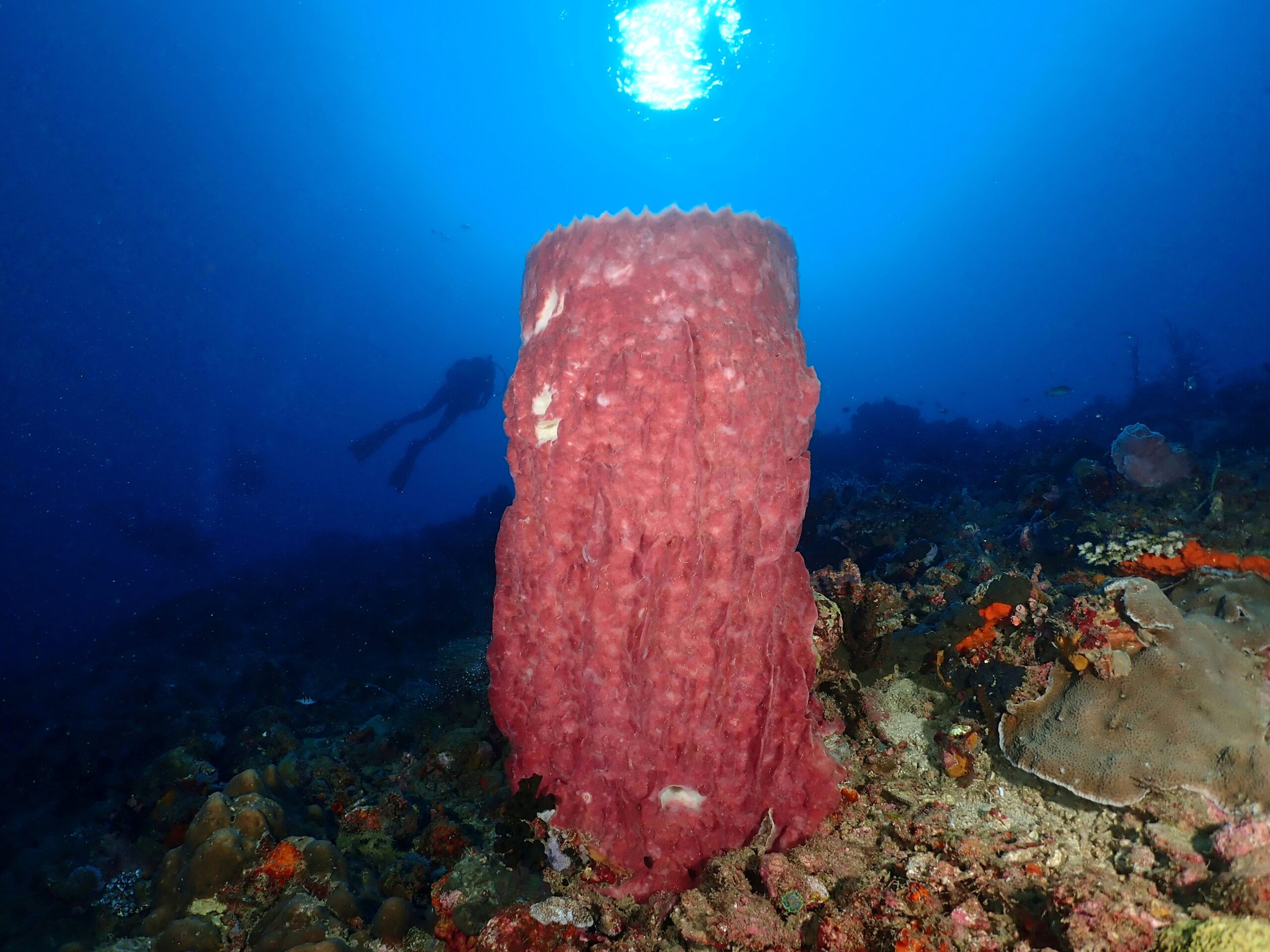One of Hibo Reefs Giant Barrel Sponges